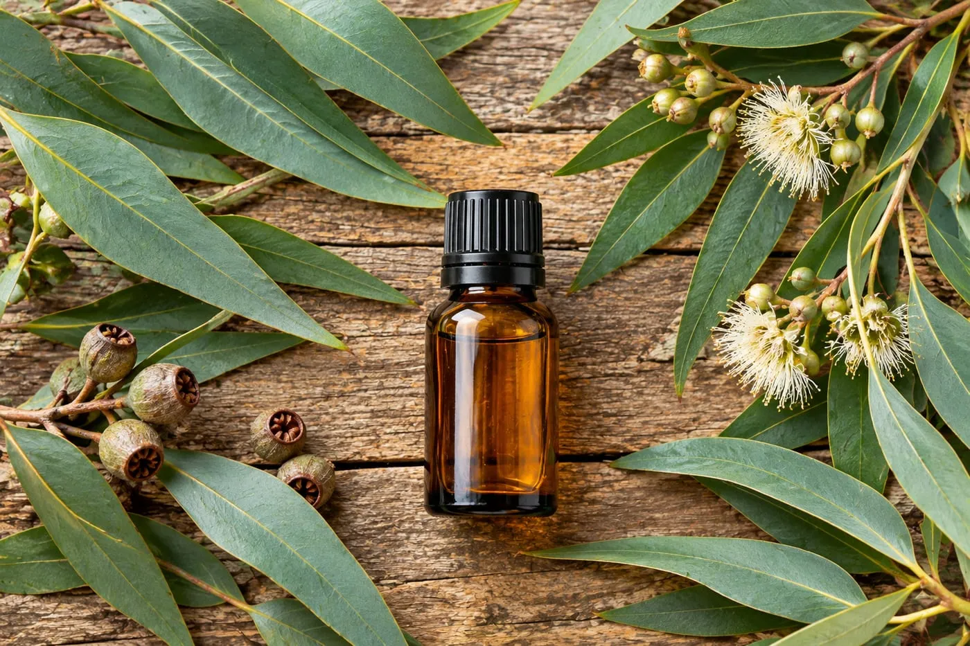 Eucalyptus leaves and flowers around an amber glass bottle of essential oil